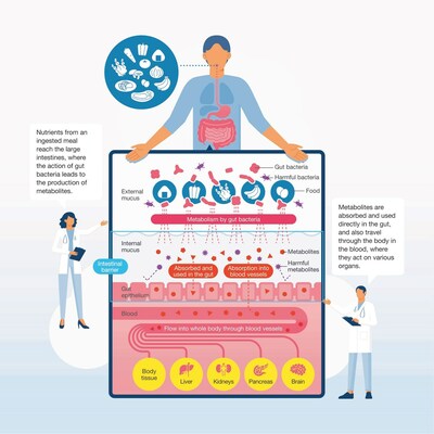 Illustration of the metabolites produced by gut bacteria and their circulation throughout the body. Illustration of the metabolites produced by gut bacteria and their circulation throughout the body.